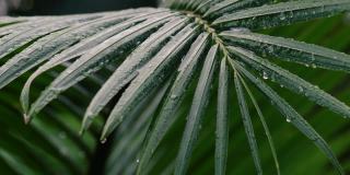 雨季，雨滴落在棕榈叶上