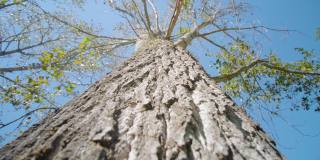 高的桦树，有厚的树皮和又长又细的树枝