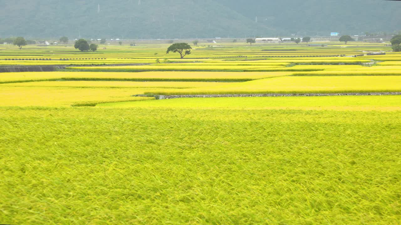 稻田，池上景观，台东县，台湾省。