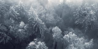 雪覆盖树木在移动薄雾，鸟瞰