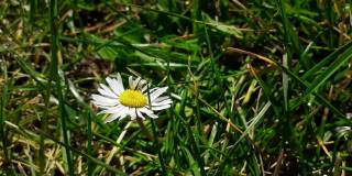 绿草中的白色雏菊