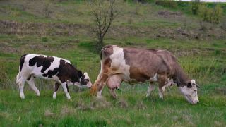 奶牛和牧场上的小牛。棕色奶牛在山谷里吃青草。牧场上的家畜。视频素材模板下载