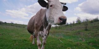 牧场上的乳牛。美丽的角牛在相机上看。白色和棕色的奶牛站在夏天的天空背景。