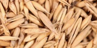 燕麦的旋转特写。大量的谷物。超级马里奥。粮食丰收。近距离