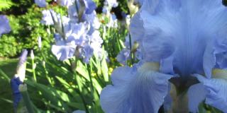 甜蜜的明亮的白蓝色的高个子胡子德国鸢尾花“Babbling Brook”关闭2021年5月