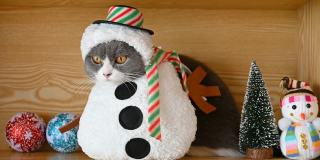 一只穿着圣诞雪人服装的英国短毛猫