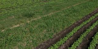 许多蔬菜种苗种植在田间，鸟瞰图