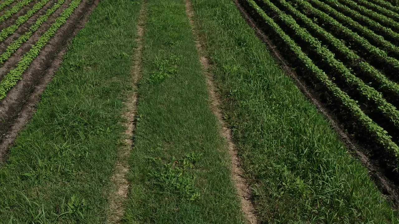 许多蔬菜种苗种植在田间，鸟瞰图