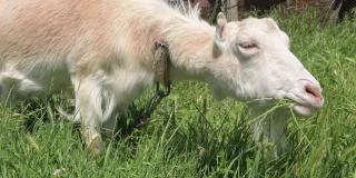 在一个阳光明媚的日子里，带着项圈的白色山羊在乡间的绿草地上吃草。农业概念和畜牧业的特写