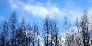 没有叶子的树枝在风中摇曳。树枝树枝蓝天白云。天气预报。气候条件。大自然。在冬天森林。晴朗无云的蓝天。高大的树木。