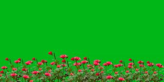 玫瑰花园运动图形与绿色屏幕背景