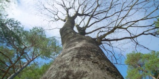 国家公园的一种无叶分枝的桦树