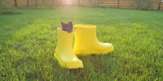 草坪上一只穿着黄色靴子的可爱小猫
