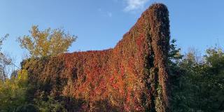 秋天，鲜艳的红绿野酒爬山虎的叶子覆盖着废弃的房子的一堵墙。黄叶树在阳光明媚的蓝天下随风摇曳。风景优美的爬山虎。