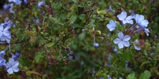 多利拍摄的野生蓝夹竹桃花的特写镜头