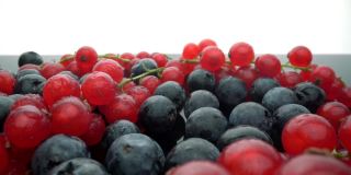 野生浆果，红醋栗和黑越桔在运动，在慢动作。新鲜水果做甜点。极端的宏。