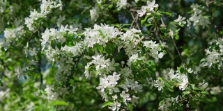 春天的背景是盛开的苹果树树枝。白色的花瓣。选择性聚焦，选择性聚焦