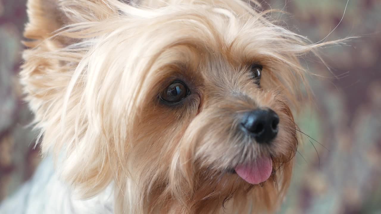 一只棕色的狗的肖像，约克夏梗犬嗅着等待食物。宠物狗粮。可爱的小狗嘴和突出的舌头。有选择性的重点。毛茸茸的狗