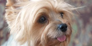 一只棕色的狗的肖像，约克夏梗犬嗅着等待食物。宠物狗粮。可爱的小狗嘴和突出的舌头。有选择性的重点。毛茸茸的狗