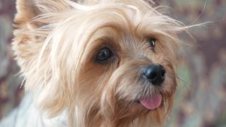 一只棕色的狗的肖像，约克夏梗犬嗅着等待食物。宠物狗粮。可爱的小狗嘴和突出的舌头。有选择性的重点。毛茸茸的狗视频素材模板下载