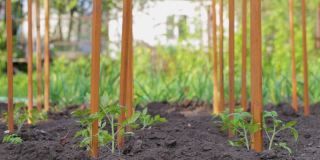 番茄种植后在地上培养幼苗。有机培育天然产品。农业。农村季节处理土壤。