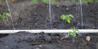 农业滴灌。有机培育的天然蔬菜产品。蔬菜生长。花园的滴灌管用水珠从阀门上滴下来。浇花园。园艺