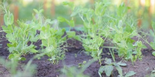 豌豆在菜地的园床上成行地发芽。种植蔬菜。农业。在春季和夏季的夏房园艺。