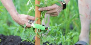 胶带工具用于将各种类型的植物绑在木桩和棚架上，可固定番茄、黄瓜、葡萄、辣椒等植物藤蔓。手把机器。农业