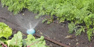 农业滴灌。有机培育的天然蔬菜产品。蔬菜生长。花园的滴灌管用水珠从阀门上滴下来。浇花园。园艺