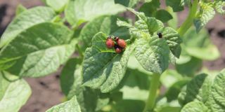 马铃薯丛上科罗拉多马铃薯甲虫幼虫的特写镜头。花园里的害虫防治。昆虫摧毁农作物。科罗拉多甲虫的幼虫-农业害虫。