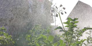 农业滴灌。有机种植天然蔬菜产品马铃薯。蔬菜生长。花园的滴灌管用水珠从阀门上滴下来。浇花园。