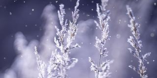 圣诞卡片(循环4k) -雪花与闪光的效果。