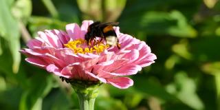 大黄蜂为百日菊授粉，熊蜂采集花蜜