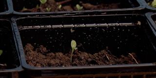 生长在小方形塑料盆里的幼苗茎。关闭了。
