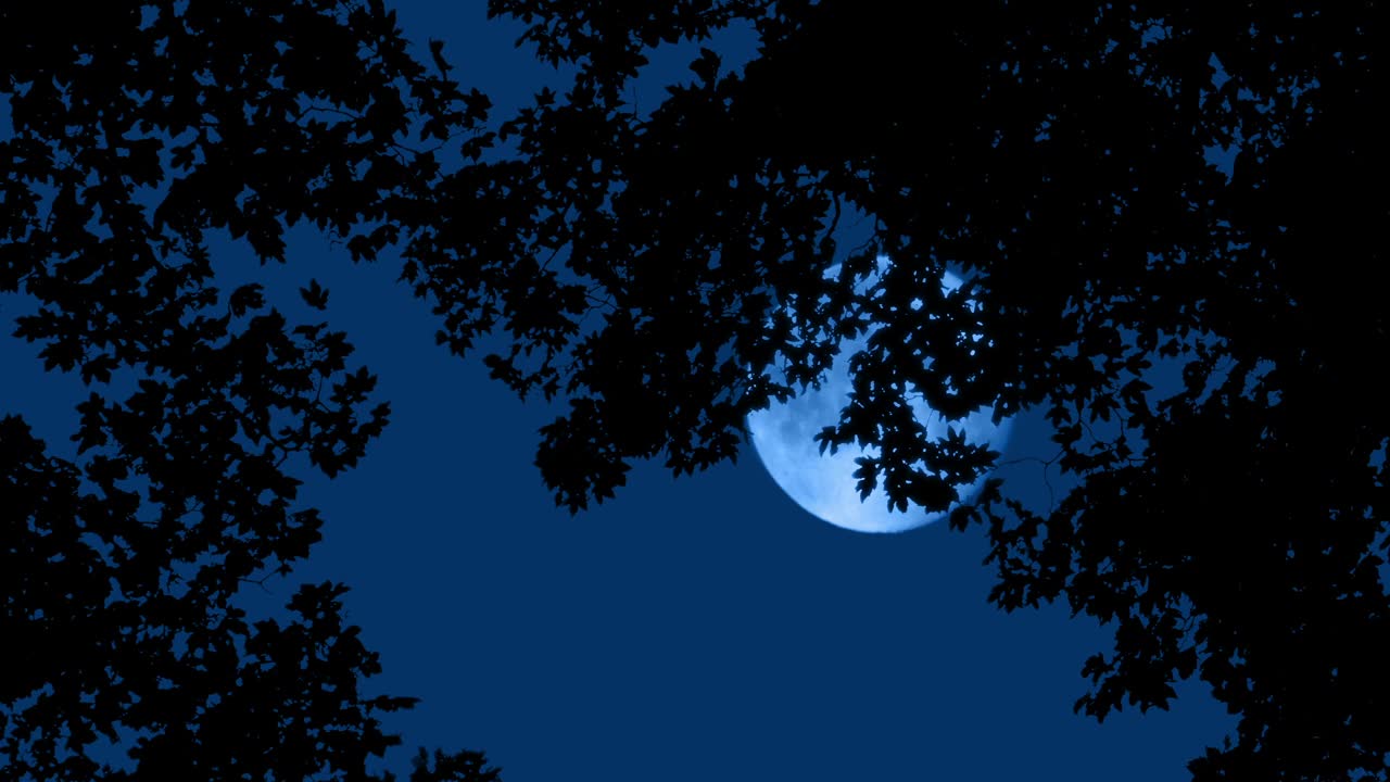 树上的月亮在远处