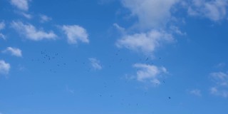 一大群雨燕在蓝天白云的背景下盘旋。