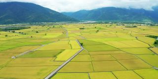 稻田鸟瞰图，池上景观，台东县，台湾省。