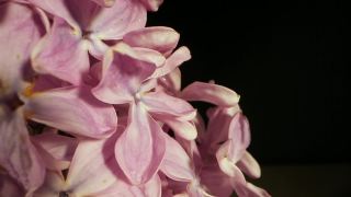 丁香的花朵在春天光彩芬芳的绽放视频素材模板下载