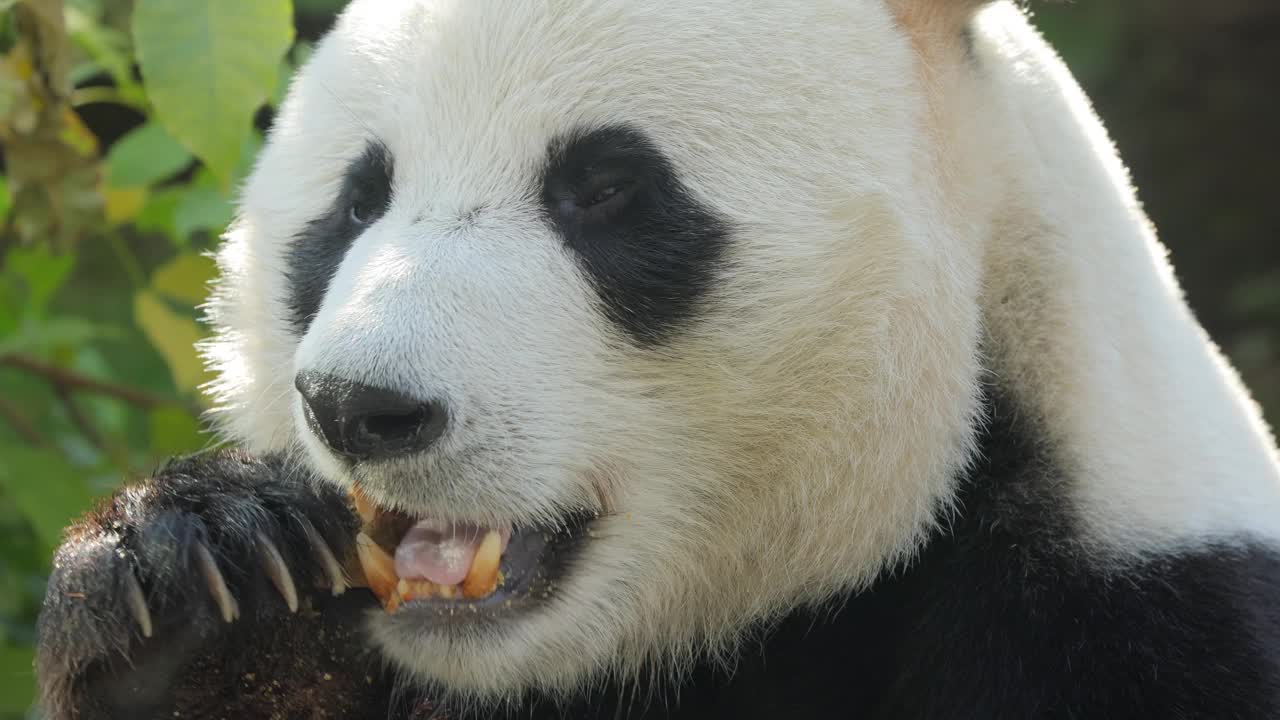 大熊猫(Ailuropoda melanoleuca)也被称为熊猫或简单的熊猫，是一种原产于中国中南部的熊。