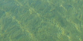 透明的底部有许多绿色藻类在泰根西湖，巴伐利亚。山中湖水清澈，阳光在其中闪耀