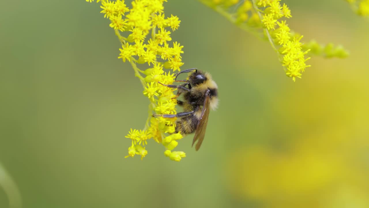毛茸茸的大黄蜂正在为植物的黄色花朵授粉并采集花蜜