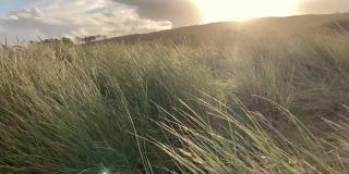 布列塔尼西海岸落日的背光中沙丘上的草