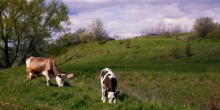 一群奶牛在田野里散步。休息和吃草的吸引人的母牛。