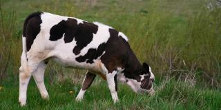 在田里吃草的小母牛。黑色和白色的奶牛走在田野里。