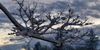 冬夜灯光下，树枝被雪覆盖
