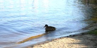 一只灰色的绿头鸭站在池塘里清理海滩附近的羽毛。城市海滩上的鸭子。鸭子生活在城市里