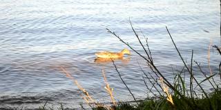 野鸭在海滩附近的河里游泳，喝水。城市附近的野鸟。这只鸟在清澈的水中游泳