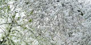 果园里的樱桃树枝上开满了白色的花