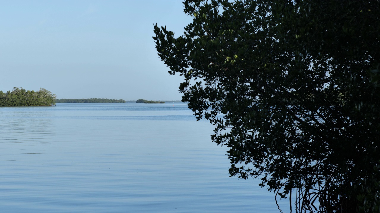 佛罗里达红树林生境:大沼泽地国家公园:佛罗里达