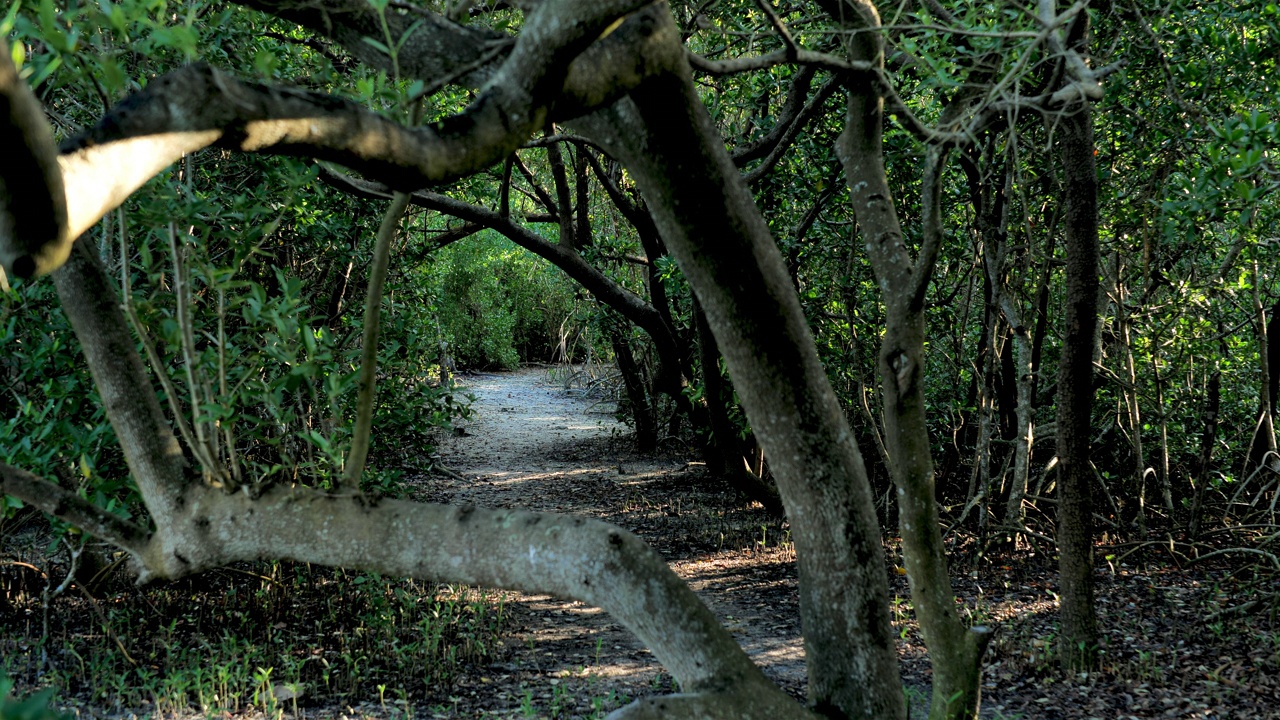 佛罗里达红树林生境:大沼泽地国家公园:佛罗里达